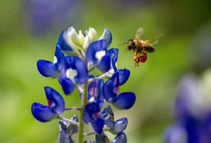 Honey bee visits Texas bluebonnet