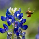 Honey bee visits Texas bluebonnet