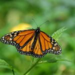 The monarch butterfly, the state insect of Texas, has brilliant orange color with black lines and white dots at the wingtips.