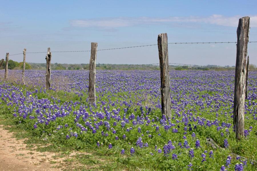 railing on bluebonnet meadow