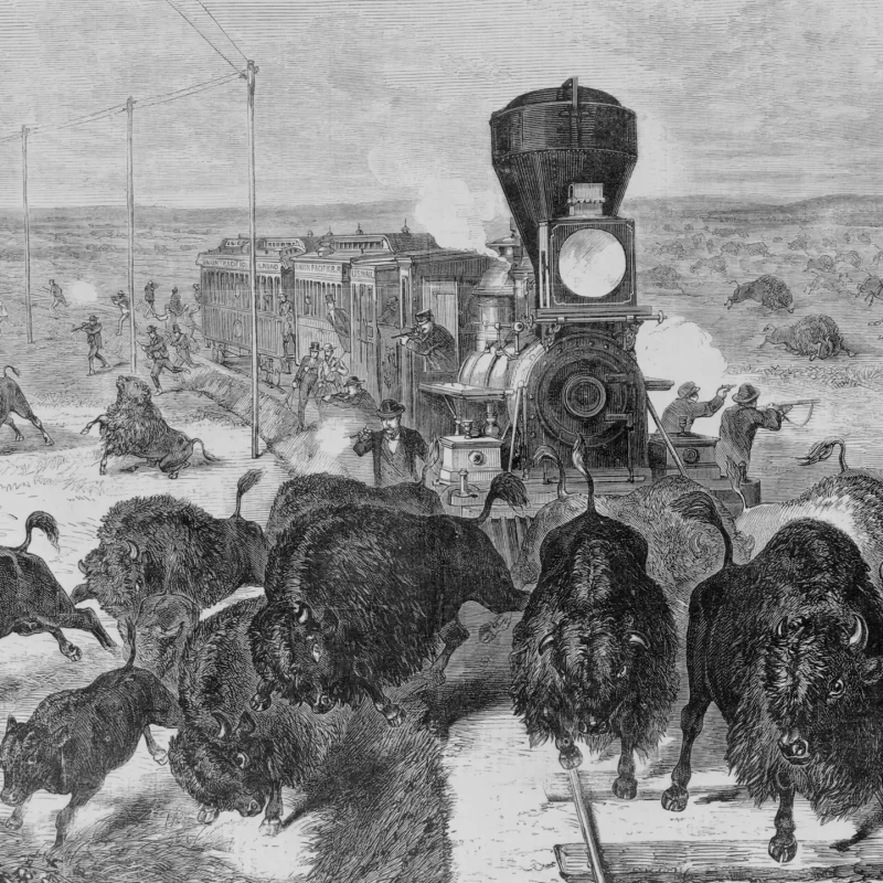 Bison hunted from railroad line for sport.
